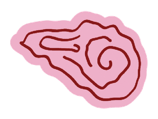 Oyster Tales, østersskjell